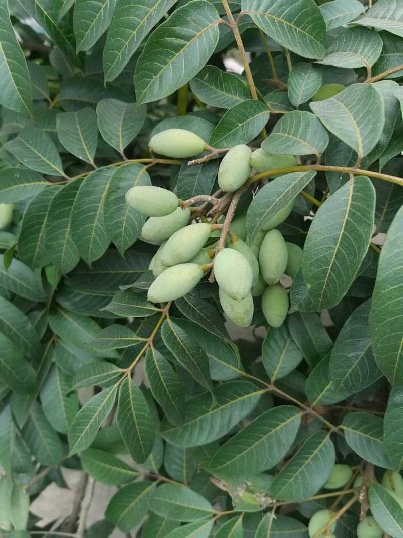 2021橄榄果橄榄鲜果青果合江青果大量低价供货