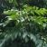 2021橄榄果橄榄鲜果青果合江青果大量低价供货