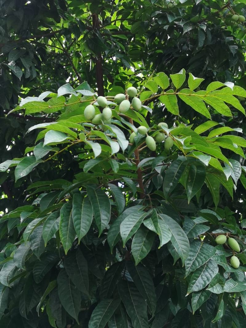 2021橄榄果橄榄鲜果青果合江青果大量低价供货