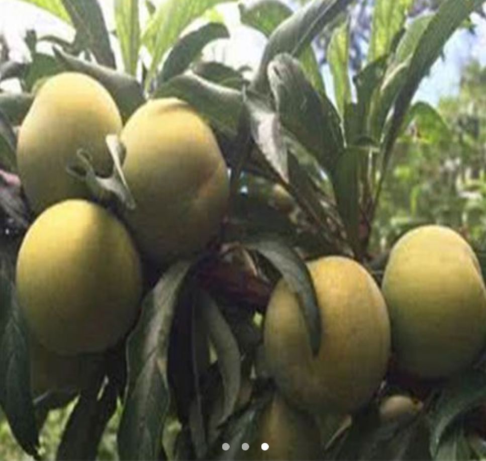 李子腐烂病症状图