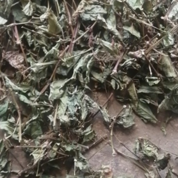 精品火炭母草，优质火炭母草，野生货叶子多青绿色，欢迎选购