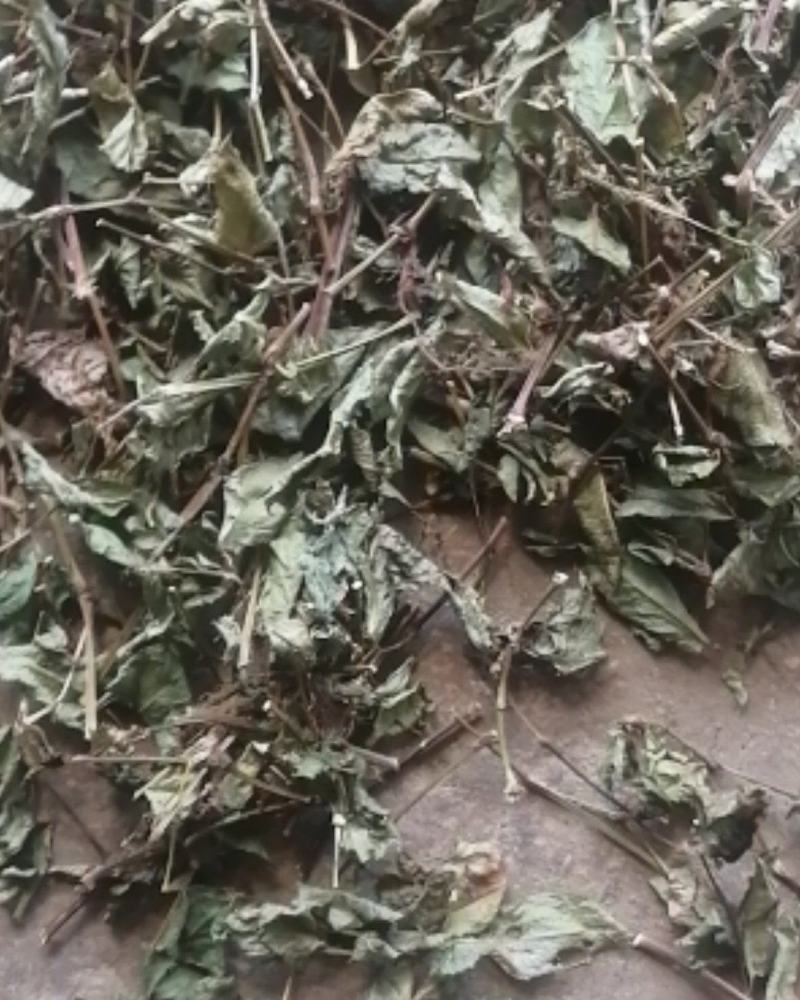 精品火炭母草，优质火炭母草，野生货叶子多青绿色，欢迎选购