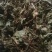 精品火炭母草，优质火炭母草，野生货叶子多青绿色，欢迎选购