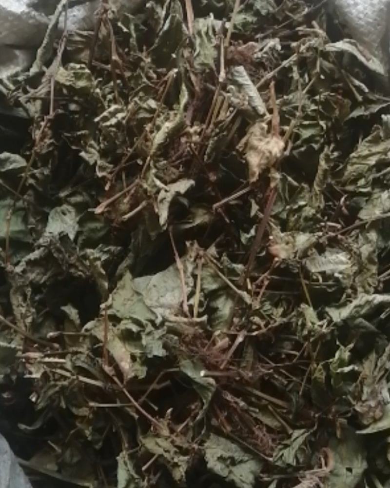 精品火炭母草，优质火炭母草，野生货叶子多青绿色，欢迎选购