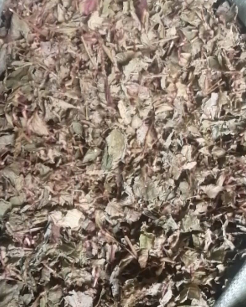 精品火炭母草，优质火炭母草，野生货叶子多青绿色，欢迎选购