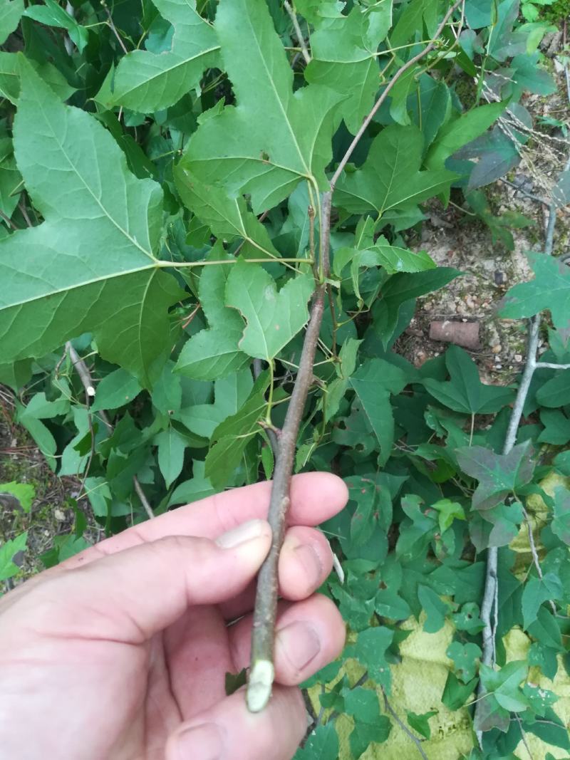 枫树枝有枫叶的枫树枝条枫枝棍段中药材