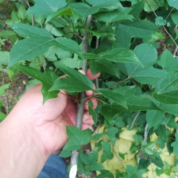 枫树枝有枫叶的枫树枝条枫枝棍段中药材