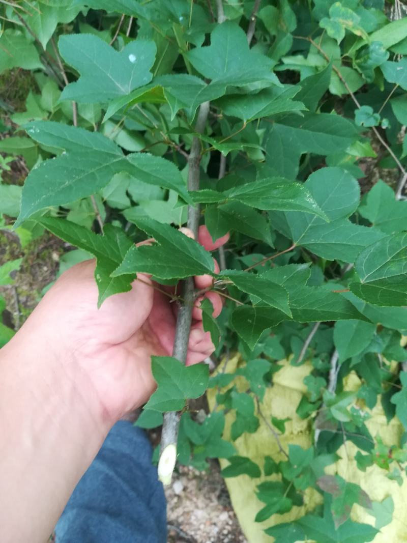 枫树枝有枫叶的枫树枝条枫枝棍段中药材