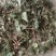 精品火炭母草，优质火炭母草，野生货叶子多青绿色，欢迎选购