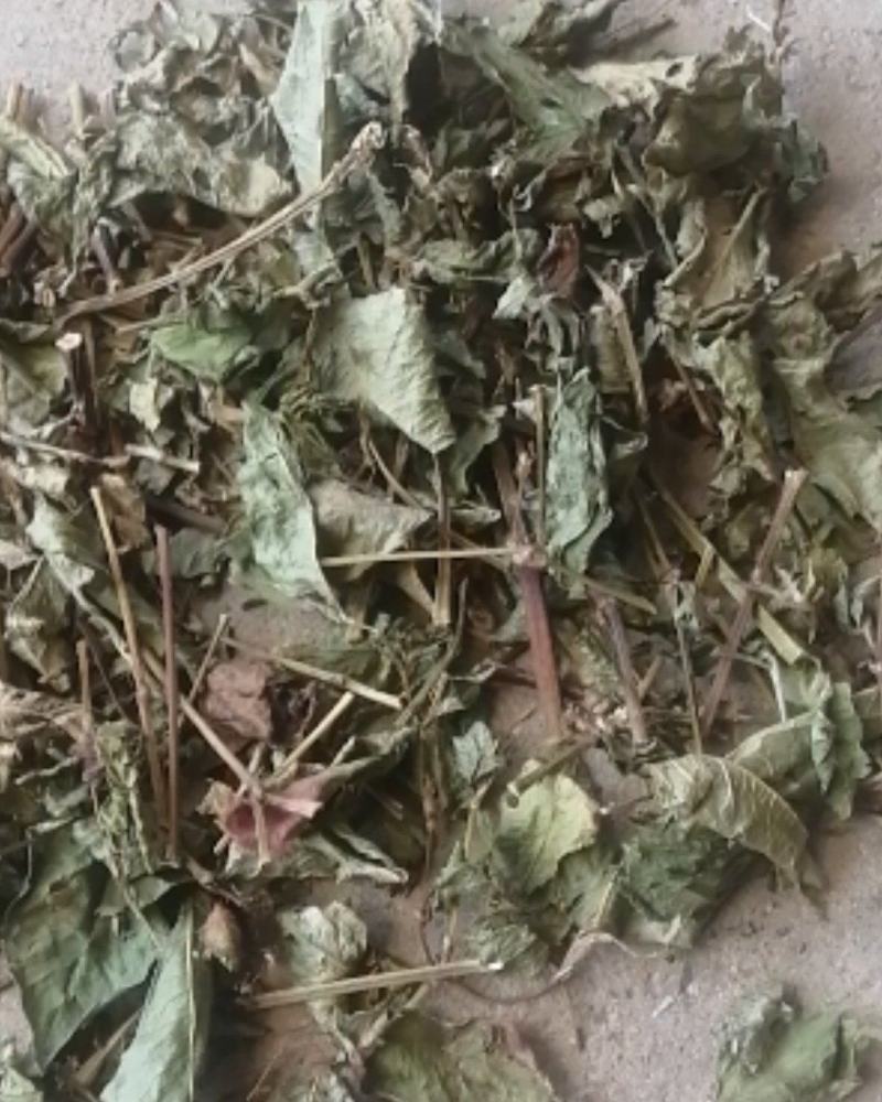 精品火炭母草，优质火炭母草，野生货叶子多青绿色，欢迎选购