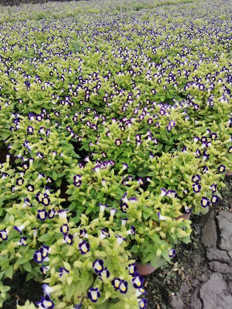 夏堇双色杯杯苗基地实拍，夏堇价格，夏堇介绍