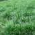 细叶麦冬草矮叶麦冬草苗常绿植物小区工程绿化庭院沿阶草