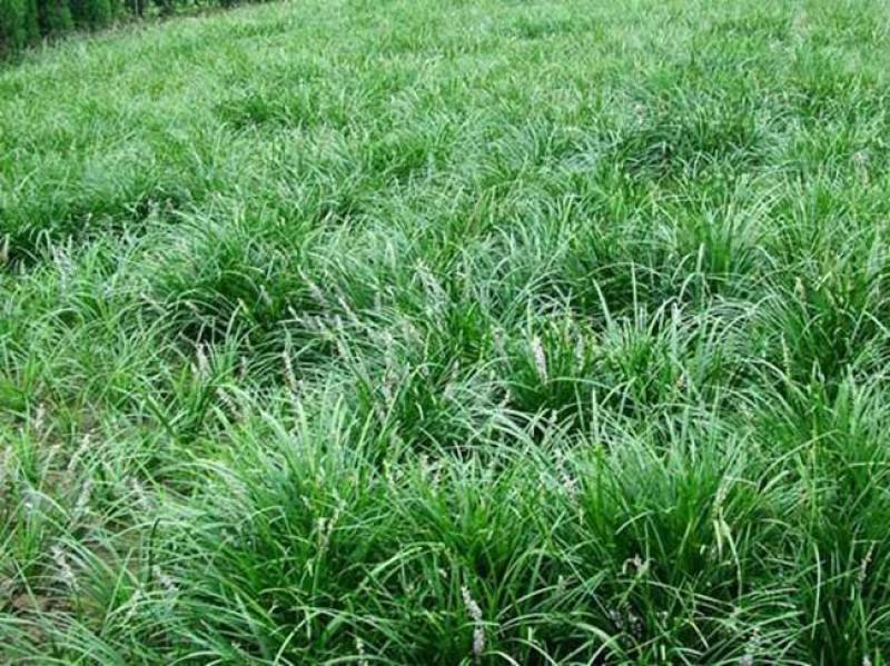 细叶麦冬草矮叶麦冬草苗常绿植物小区工程绿化庭院沿阶草