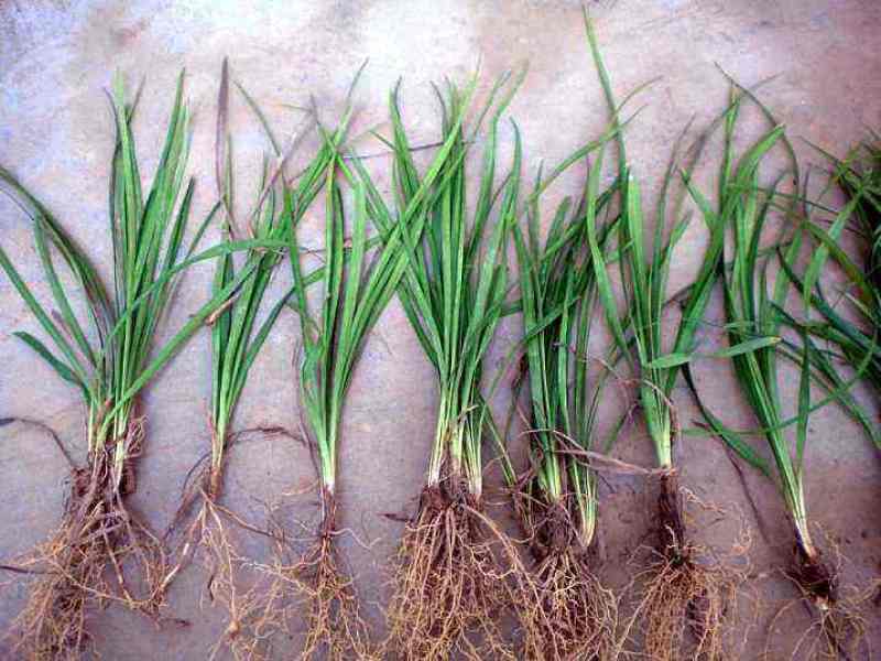 细叶麦冬草矮叶麦冬草苗常绿植物小区工程绿化庭院沿阶草