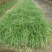 细叶麦冬草矮叶麦冬草苗常绿植物小区工程绿化庭院沿阶草