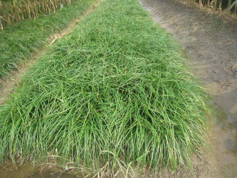 细叶麦冬草矮叶麦冬草苗常绿植物小区工程绿化庭院沿阶草
