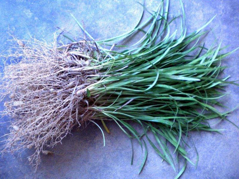 细叶麦冬草矮叶麦冬草苗常绿植物小区工程绿化庭院沿阶草
