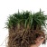 细叶麦冬草矮叶麦冬草苗常绿植物小区工程绿化庭院沿阶草