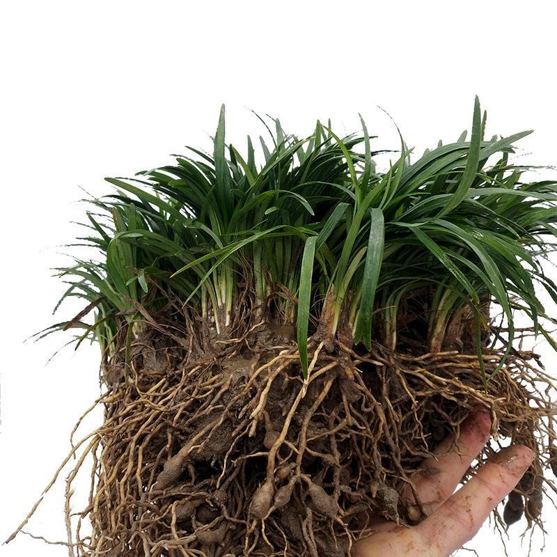 细叶麦冬草矮叶麦冬草苗常绿植物小区工程绿化庭院沿阶草