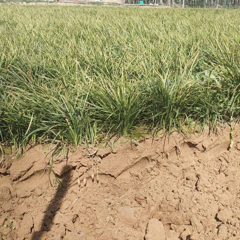 细叶麦冬草矮叶麦冬草苗常绿植物小区工程绿化庭院沿阶草