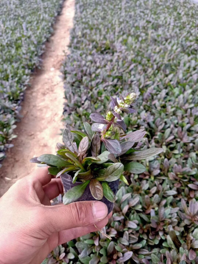 筋骨草日本筋骨草基地直发一手货源