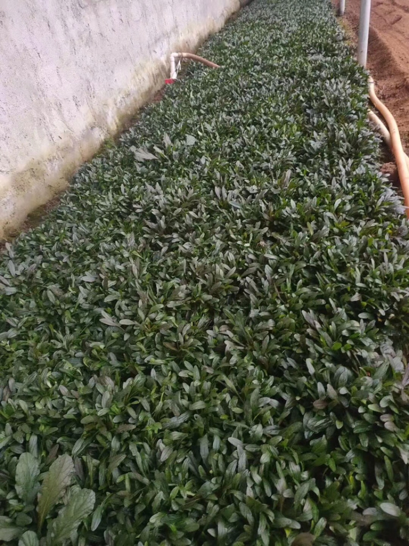 筋骨草日本筋骨草基地直发一手货源