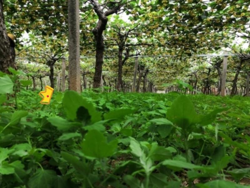 【陕西眉县】徐香猕猴桃产地直供支持一件代发