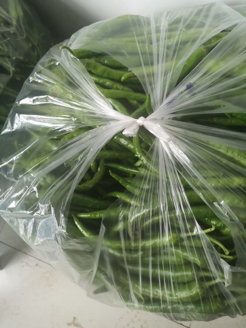 出售大量鲜线椒108