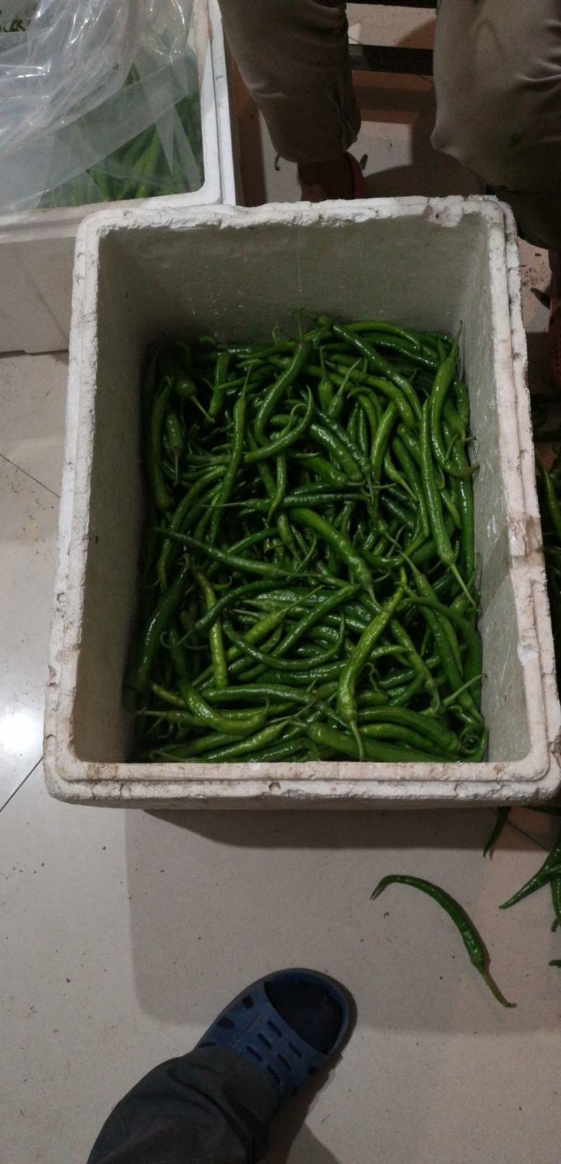 出售大量鲜线椒108