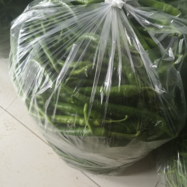 出售大量鲜线椒108