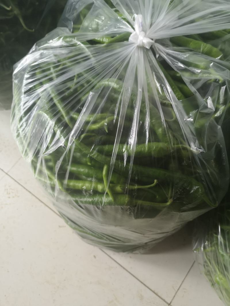 出售大量鲜线椒108