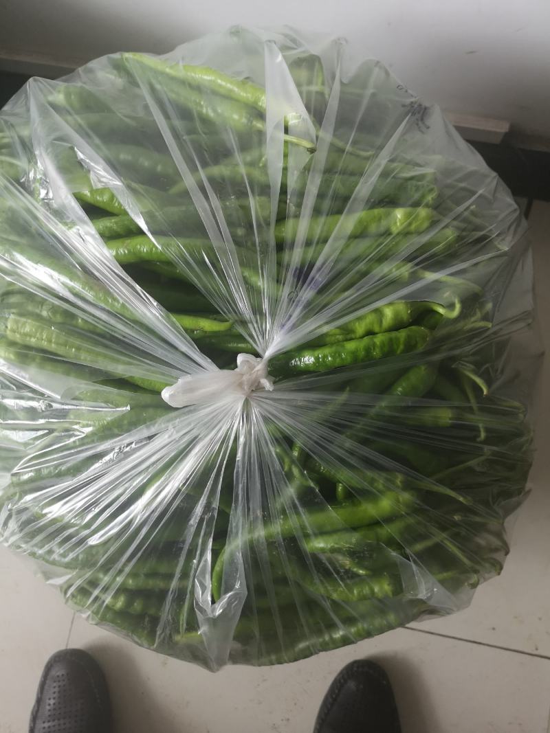 出售大量鲜线椒108