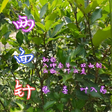 贵州毕节古夜郎大地野生中药材两面针根野生现采