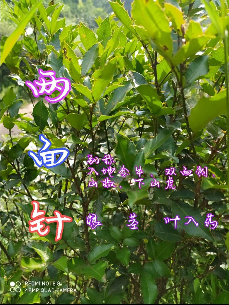贵州毕节古夜郎大地野生中药材两面针根野生现采
