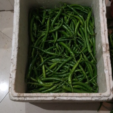 大量新鲜线椒（线椒106）