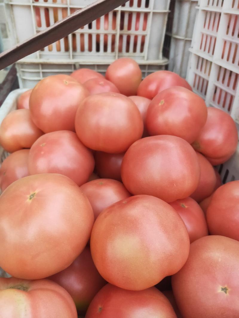 西红柿，硬粉，全国各地发货，大量供应，品质优良