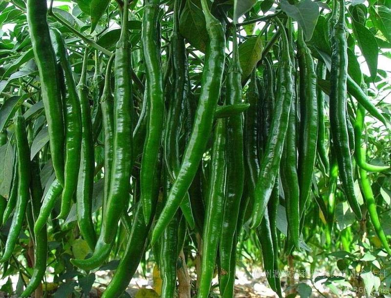 河南草莓椒，一手货源，品质保证，价格低廉，代办一条龙
