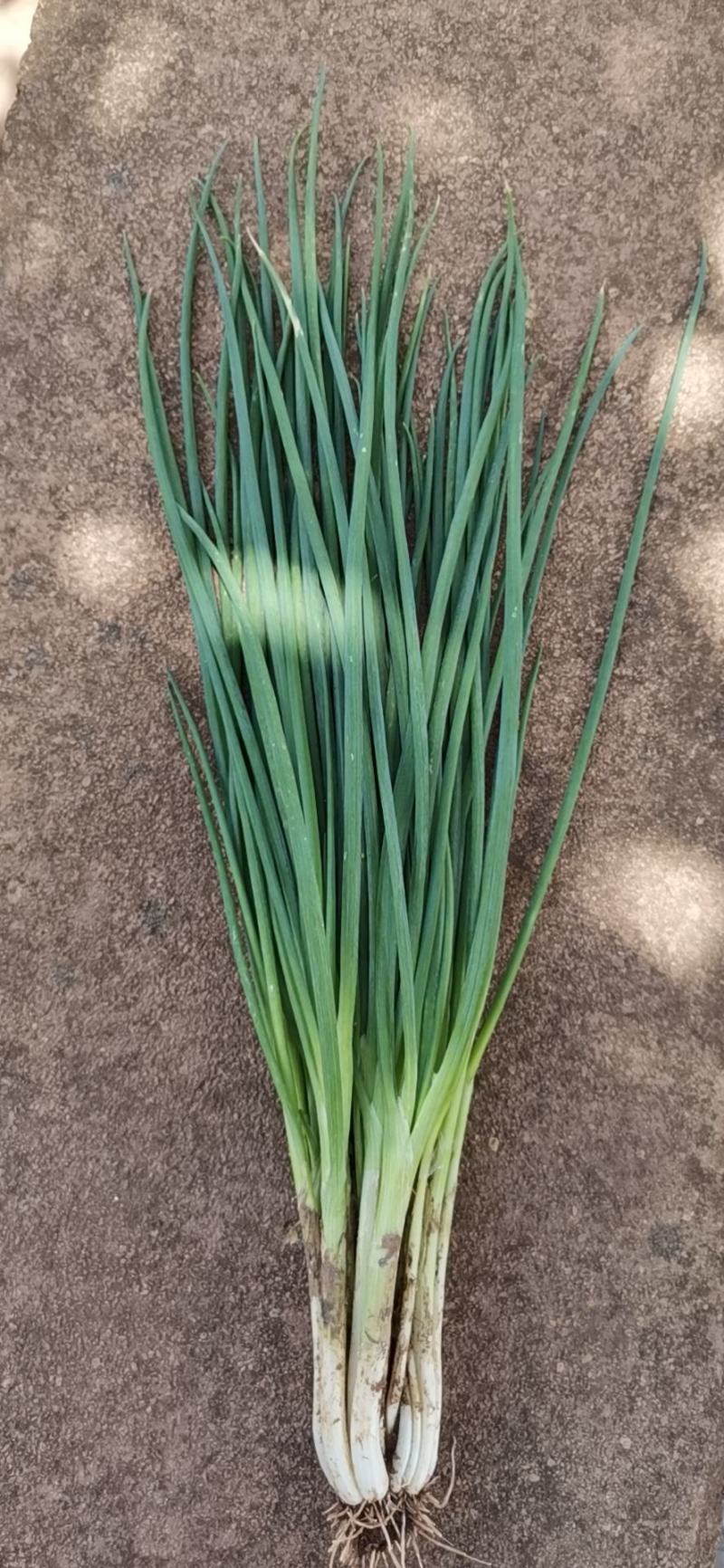 云南小葱abcd各种等级货源充足！