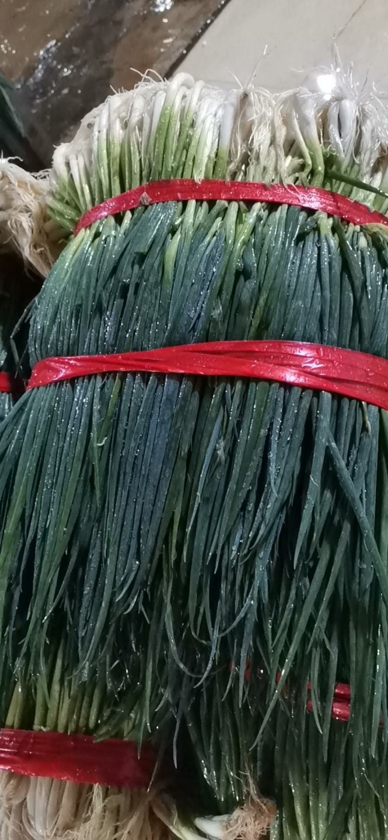 云南小葱abcd各种等级货源充足！