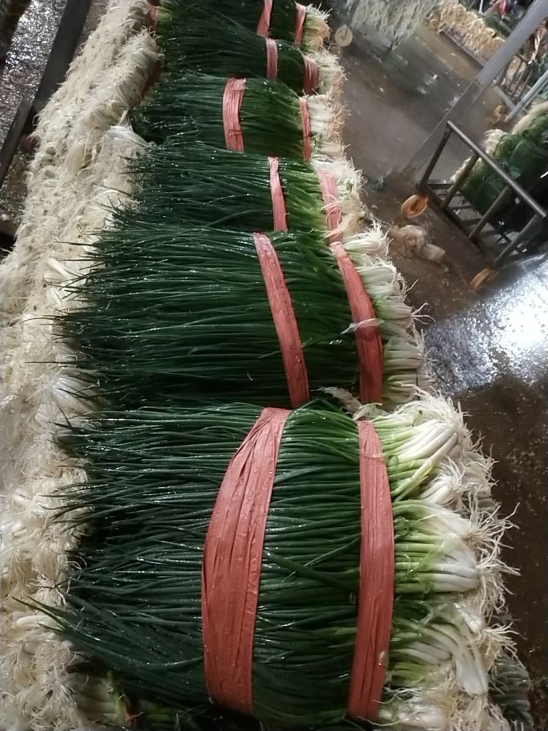 小葱产地直供精品小葱常年有货实力代收期待长期合作共赢