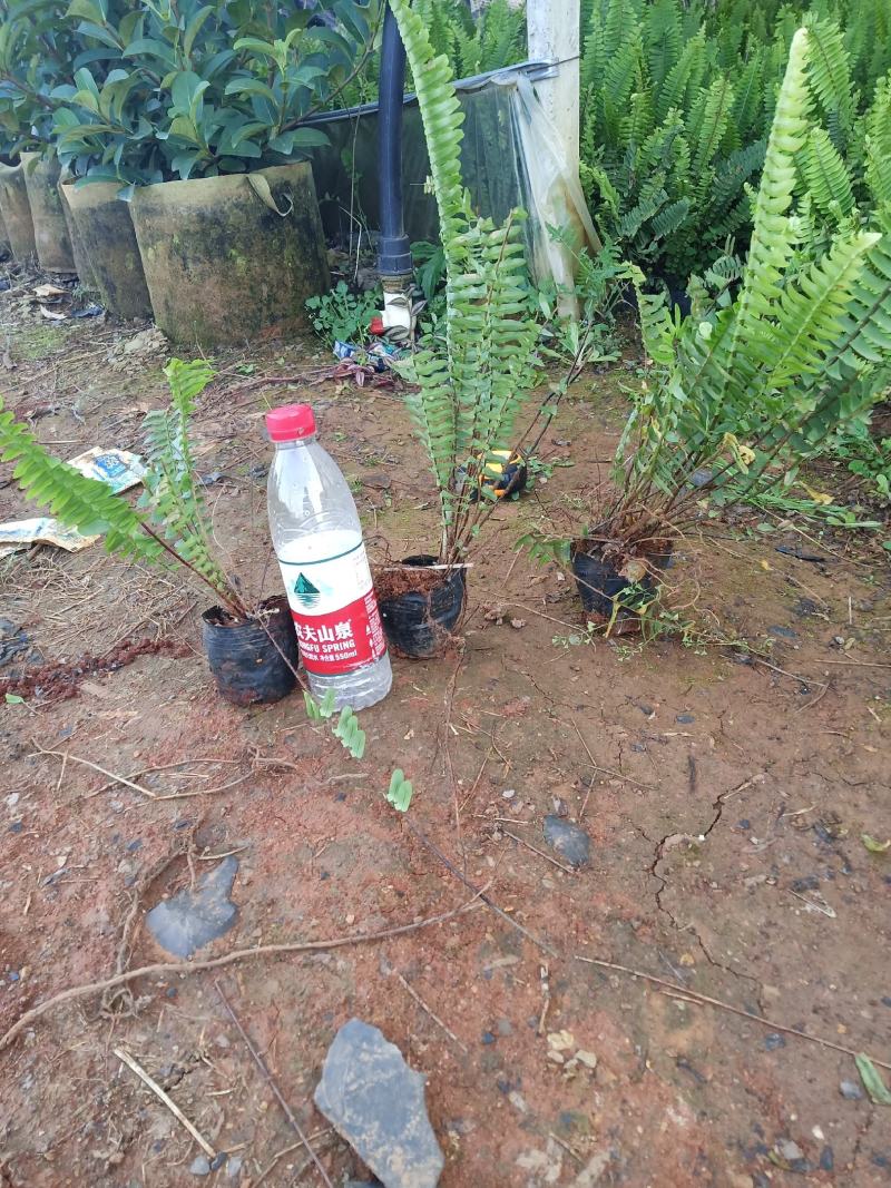 肾蕨，肾蕨苗圃直销，肾蕨杯苗，云南肾蕨一手货源