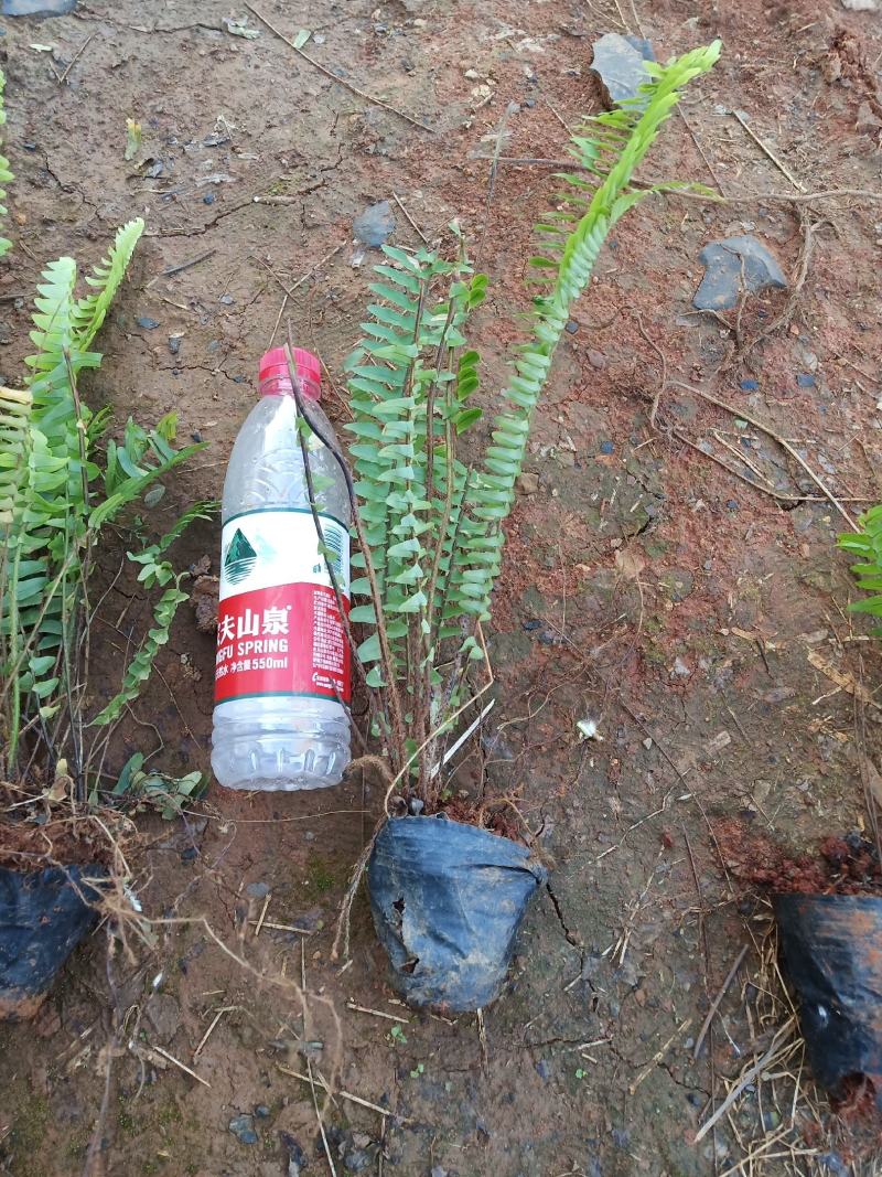 肾蕨，肾蕨苗圃直销，肾蕨杯苗，云南肾蕨一手货源