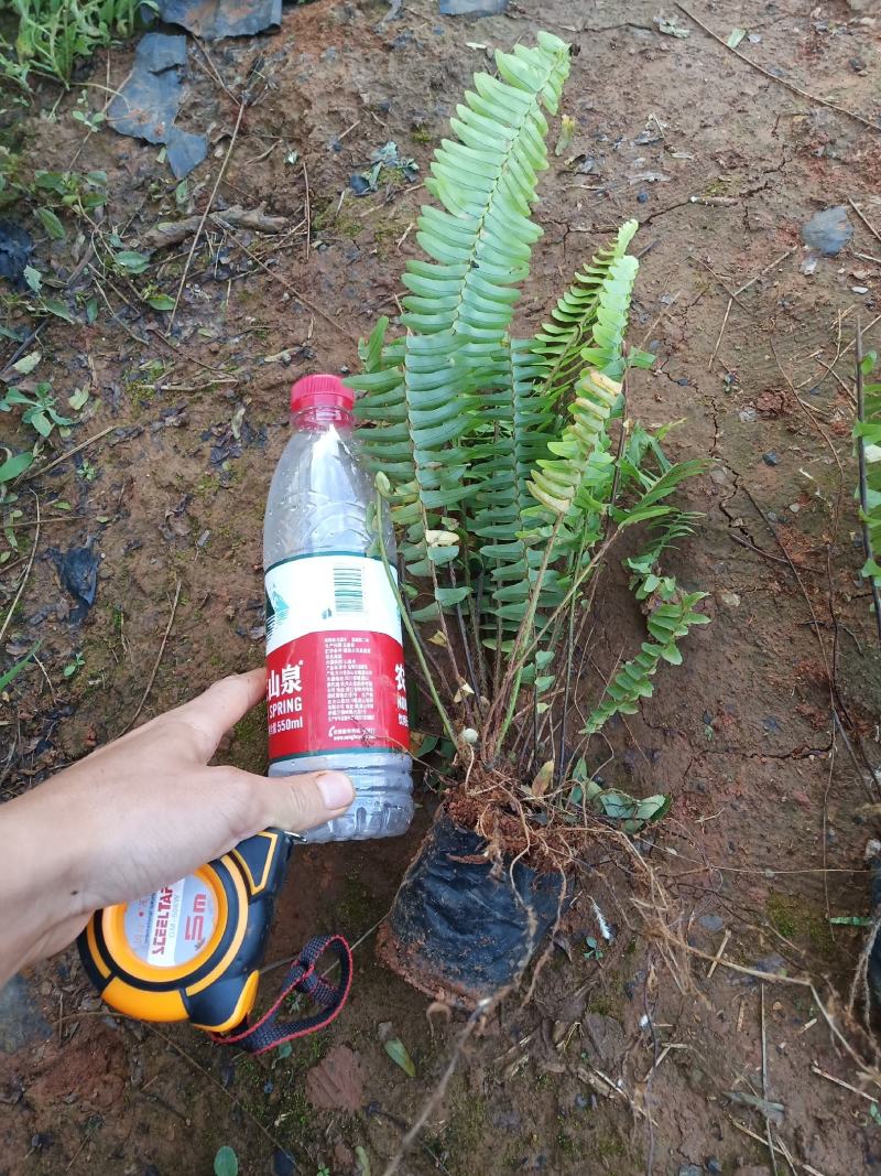 肾蕨，肾蕨苗圃直销，肾蕨杯苗，云南肾蕨一手货源