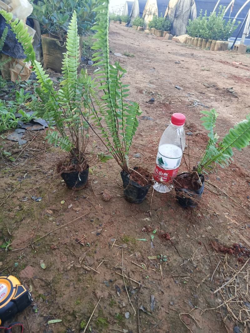 肾蕨，肾蕨苗圃直销，肾蕨杯苗，云南肾蕨一手货源