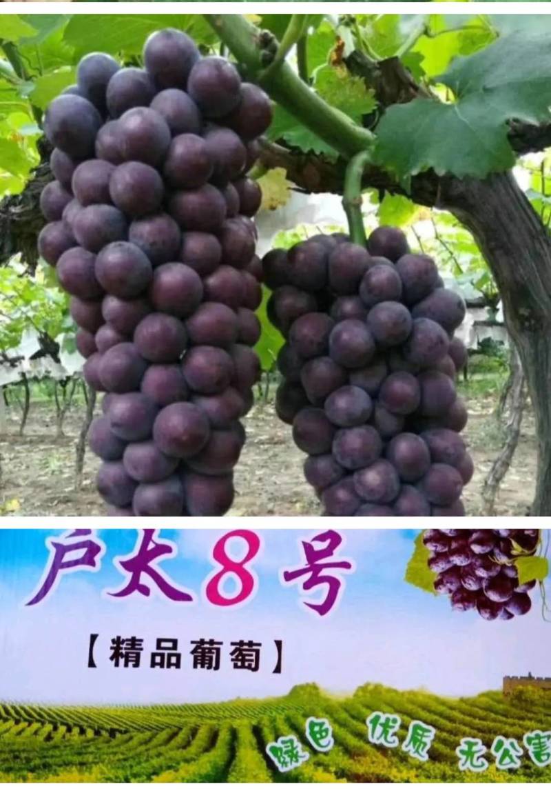 汉中【大棚,漏天户太八号夏黑葡萄】代发全国果园直供【现货