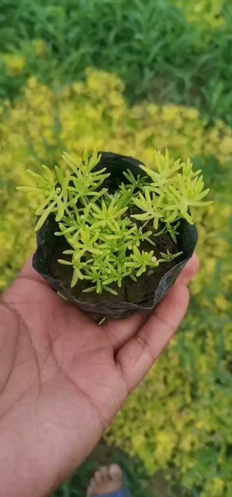 黄金条，金叶佛甲草屋顶绿化