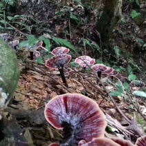 仿纯野生灵芝，欢迎大量采购