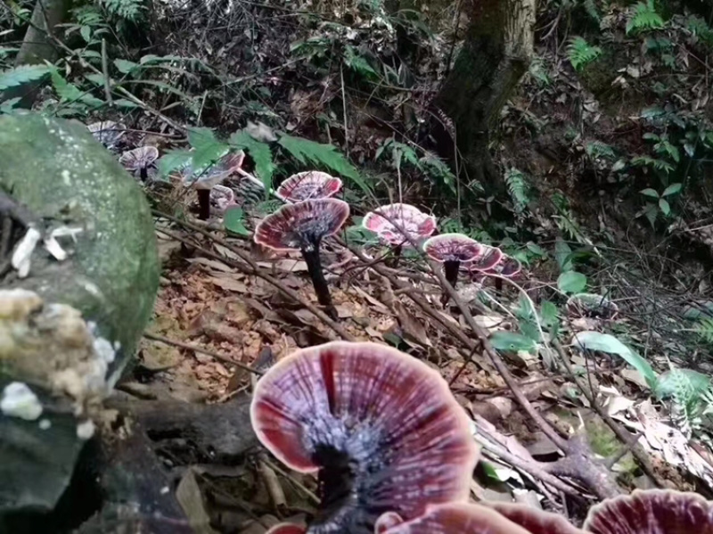 仿纯野生灵芝，欢迎大量采购