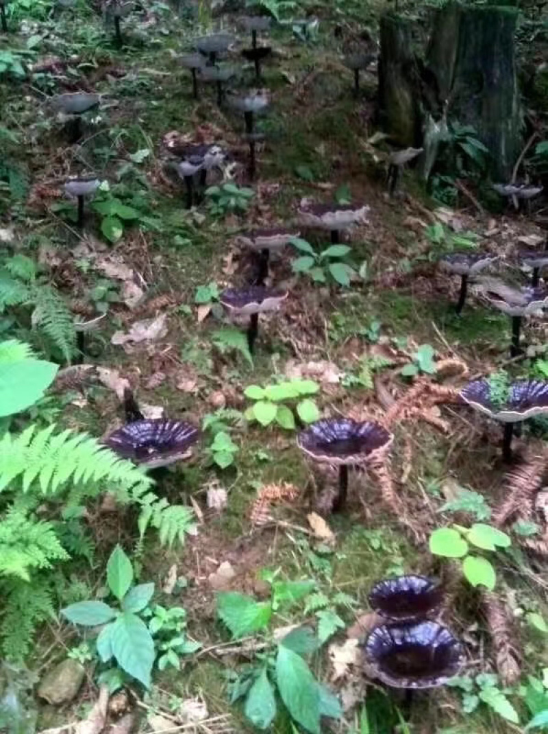 仿纯野生灵芝，欢迎大量采购