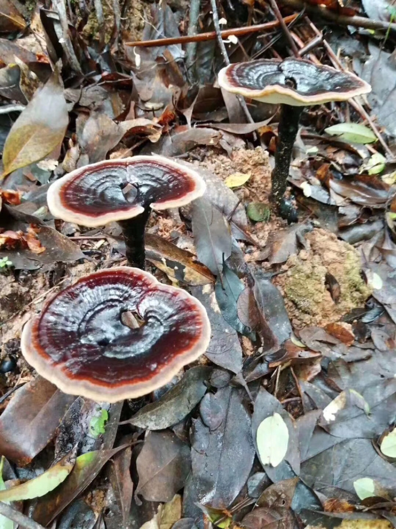 仿纯野生灵芝，欢迎大量采购